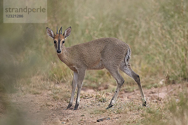 Gemeiner Duiker (Grauer Duiker) (Busch?ï?¿?½Duiker) (Sylvicapra?ï?¿?½grimmia)  Krüger-Nationalpark  Südafrika  Afrika