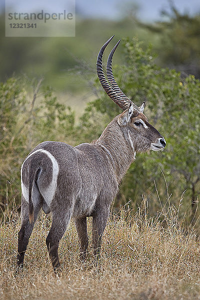 Gewöhnlicher Wasserbock (Ellipsen-Wasserbock) (Kobus ellipsiprymnus ellipsiprymnus)  Kruger National Park  Südafrika  Afrika