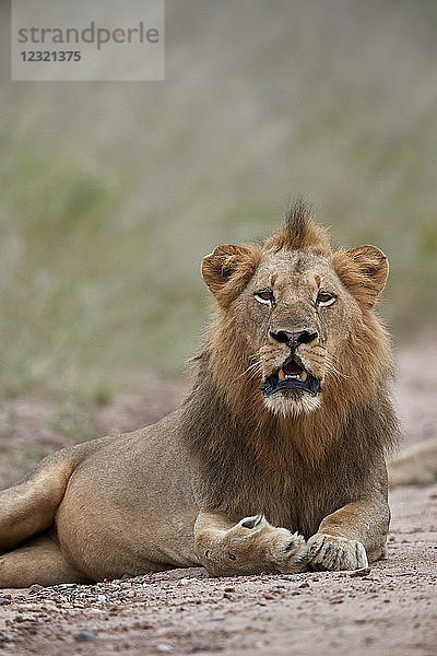 Löwe (Panthera leo)  männlich  Kruger National Park  Südafrika  Afrika