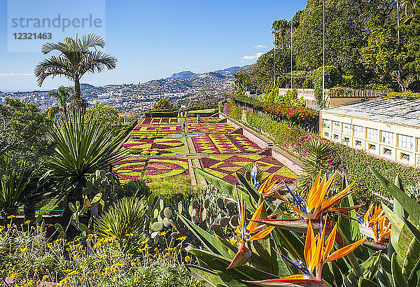 Formeller Garten mit Paradiesvogelblumen  Botanischer Garten von Madeira (Jardim Botanico)  Funchal  Madeira  Portugal  Atlantik  Europa