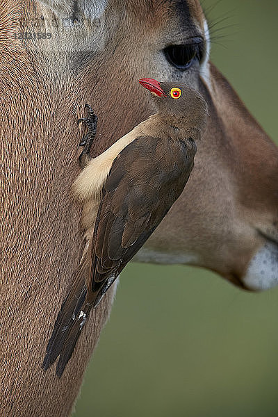 Rotschnabel-Madenhacker (Buphagus erythrorhynchus) auf einem Impala  Krüger-Nationalpark  Südafrika  Afrika