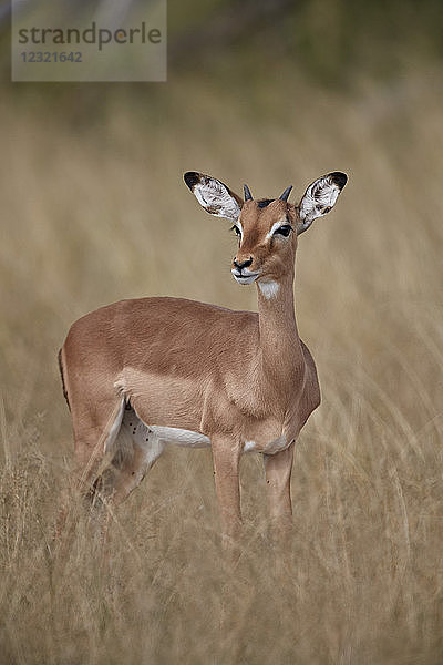 Impala (Aepyceros melampus)  jugendliches Männchen  Krüger-Nationalpark  Südafrika  Afrika