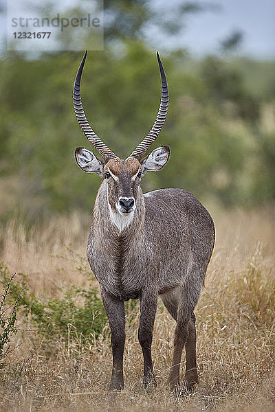 Gewöhnlicher Wasserbock (Ellipsen-Wasserbock) (Kobus ellipsiprymnus ellipsiprymnus)  Kruger National Park  Südafrika  Afrika