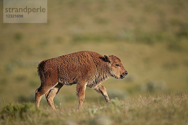 Bison (Bison bison) Kalb  Yellowstone National Park  Wyoming  Vereinigte Staaten von Amerika  Nordamerika