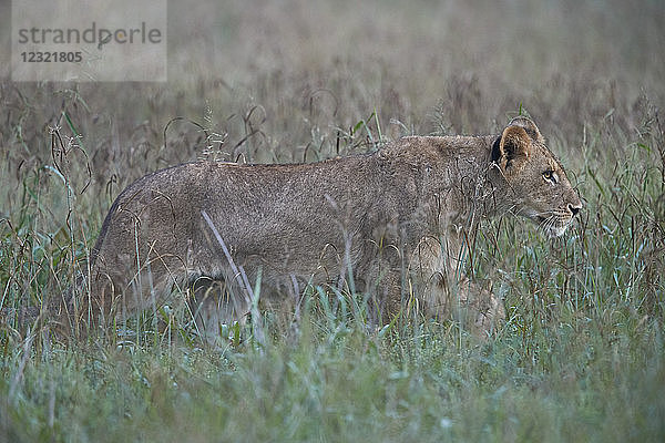 Löwenbaby (Panthera leo)  Krüger-Nationalpark  Südafrika  Afrika