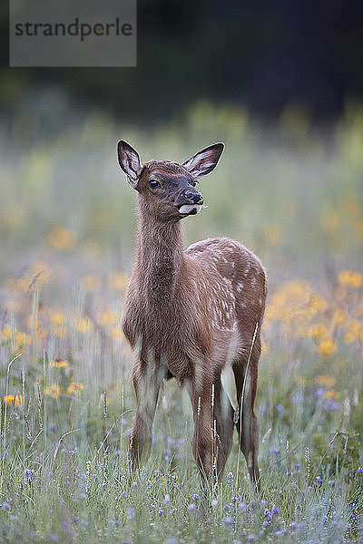 Elchkalb (Cervus canadensis) zwischen Wildblumen  Jasper National Park  Alberta  Kanada  Nordamerika