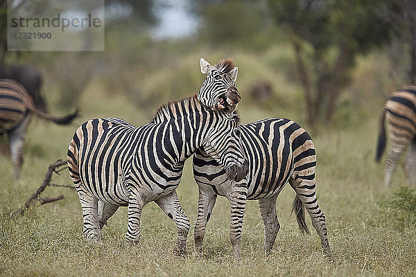 Chapman-Zebra (Equus quagga chapmani) beim Sparring  Krüger-Nationalpark  Südafrika  Afrika