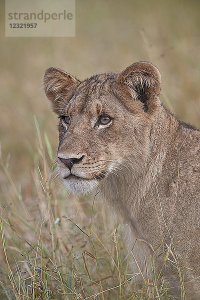 Löwenbaby (Panthera leo)  Krüger-Nationalpark  Südafrika  Afrika