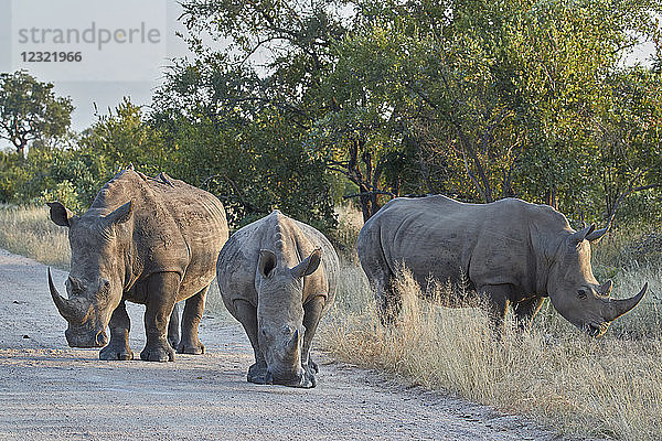Drei Breitmaulnashörner (Ceratotherium simum)  Kruger National Park  Südafrika  Afrika