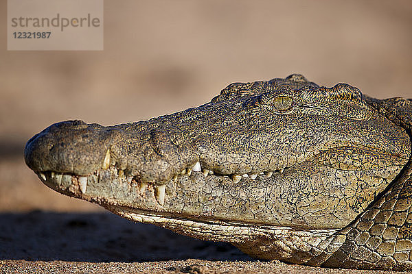Nilkrokodil (Crocodylus niloticus)  Krüger-Nationalpark  Südafrika  Afrika
