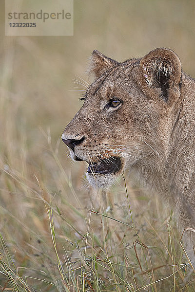 Löwenbaby (Panthera leo)  Krüger-Nationalpark  Südafrika  Afrika