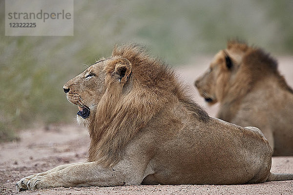 Zwei männliche Löwen (Panthera leo)  Kruger National Park  Südafrika  Afrika