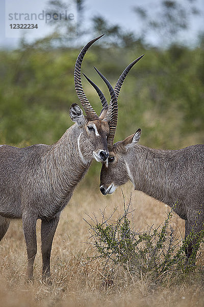 Zwei Wasserböcke (Kobus ellipsiprymnus ellipsiprymnus) grüßen sich gegenseitig  Krüger-Nationalpark  Südafrika  Afrika