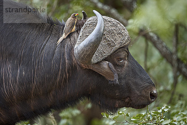 Kap-Büffel (Syncerus caffer) mit einem Gelbschnabel-Madenhacker (Buphagus africanus)  Krüger-Nationalpark  Südafrika  Afrika