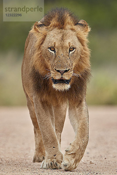 Löwe (Panthera leo)  männlich  Kruger National Park  Südafrika  Afrika