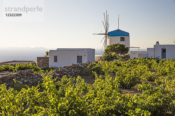 Traditionelle weiße Windmühle inmitten von Weinbergen  Artemonas  Sifnos  Kykladen  Ägäisches Meer  Griechische Inseln  Griechenland  Europa