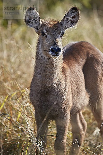 Gewöhnlicher Wasserbock (Ellipsen-Wasserbock) (Kobus ellipsiprymnus ellipsiprymnus) Kalb  Krüger-Nationalpark  Südafrika  Afrika