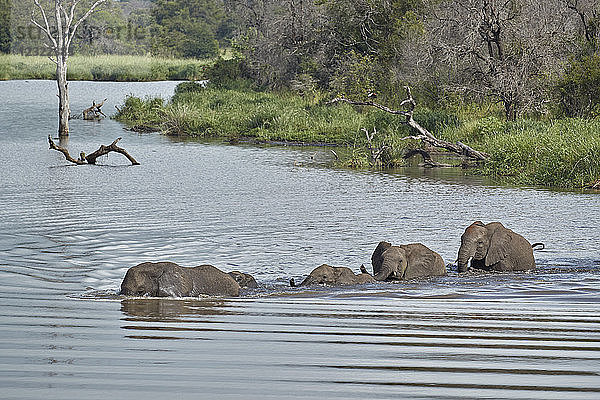 Afrikanischer Elefant (Loxodonta africana) bei der Überquerung eines Flusses  Krüger-Nationalpark  Südafrika  Afrika