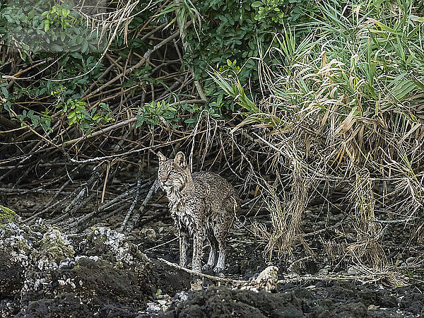 Ausgewachsener weiblicher Rotluchs (Lynx rufus) nach dem Schwimmen im Homosassa River  Florida  Vereinigte Staaten von Amerika  Nordamerika