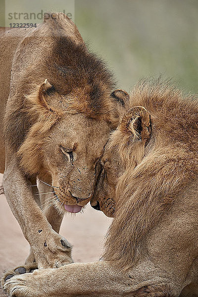 Zwei männliche Löwen (Panthera leo)  die sich gegenseitig begrüßen  Krüger-Nationalpark  Südafrika  Afrika