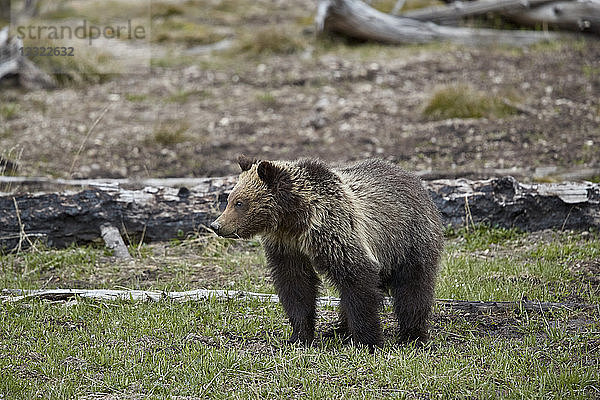 Grizzlybär (Ursus arctos horribilis)  einjähriges Jungtier  Yellowstone National Park  Wyoming  Vereinigte Staaten von Amerika  Nordamerika