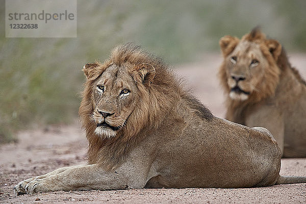 Zwei männliche Löwen (Panthera leo)  Kruger National Park  Südafrika  Afrika