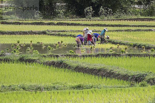 Menschen pflanzen Reis auf Feldern in der Nähe von Phonsavan; Xiangkhouang  Laos