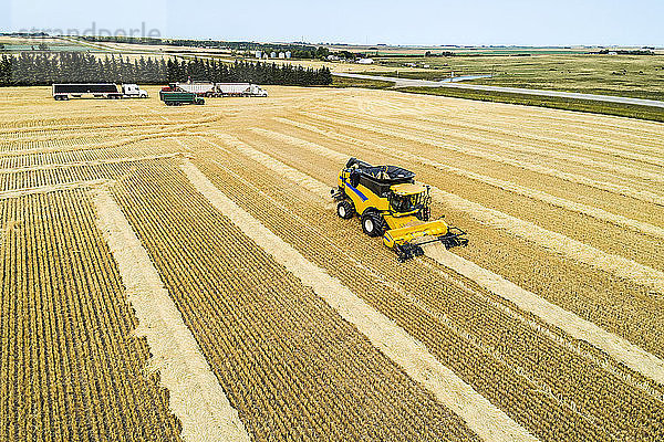 Luftaufnahme eines Mähdreschers  der Reihen von geschnittenem Getreide aufnimmt; Beiseker  Alberta  Kanada