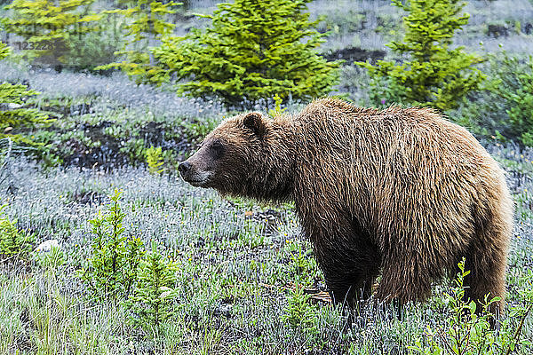 Grizzlybär (Ursus arctos horribilis) im Yukon entlang des Alcan; Yukon  Kanada