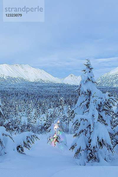 Eine kleine  mit Neuschnee bedeckte Schwarzfichte (Picea Mariana) wird von bunten Lichterketten beleuchtet  Kenai-Halbinsel  Süd-Zentral-Alaska; Alaska  Vereinigte Staaten von Amerika