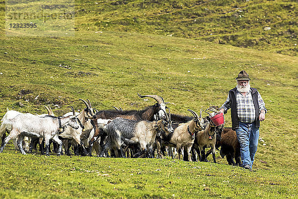 Alm mit Ziegen  die dem Bauern mit dem Futter im roten Eimer folgen; Sexten  Bozen  Italien