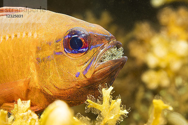 Dieser männliche Ringschwanz-Kardinalfisch (Ostorhinchus aureus) schützt und bebrütet seine Eier  indem er sie in seinem Maul trägt; Philippinen