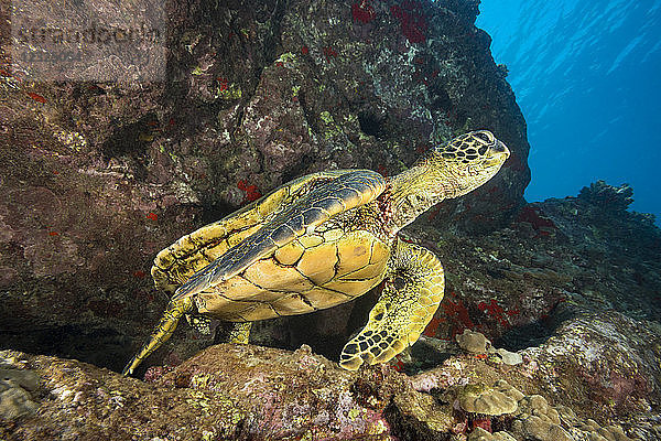 Grüne Meeresschildkröte (Chelonia mydas)  eine bedrohte Art  in einer Unterwasserspalte vor West Maui; Maui  Hawaii  Vereinigte Staaten von Amerika