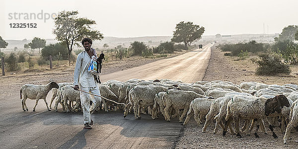 Ein Mann hütet eine Schafherde über eine Straße; Damodara  Rajasthan  Indien