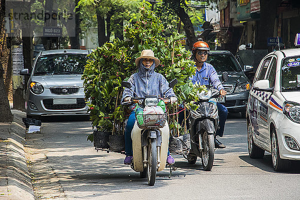 Frau trägt große Pflanzen auf einem Motorrad in der Altstadt; Hanoi  Hanoi  Vietnam