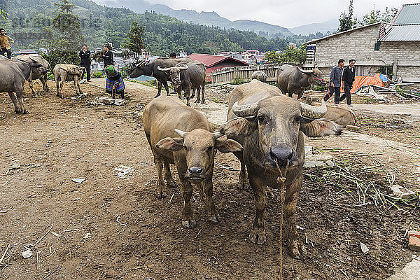 Wasserbüffel zum Verkauf auf dem Sonntagsmarkt; Bac Ha  Lao Cai  Vietnam