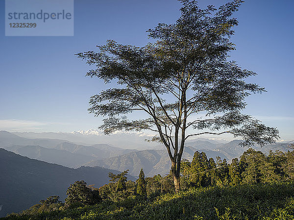 Glenburn Teeplantage und Anwesen  ein himmlischer kleiner Rückzugsort auf einer Anhöhe über den Ufern des Flusses Rungeet  hoch im Himalaya  überragt von der mächtigen Kanchenjunga-Bergkette; Darjeeling  Westbengalen  Indien