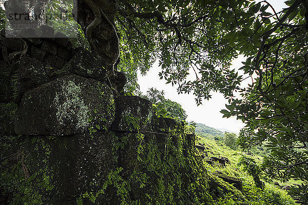 Baum  der aus den Ruinen des Vat Phou-Tempelkomplexes herauswächst; Champasak  Laos