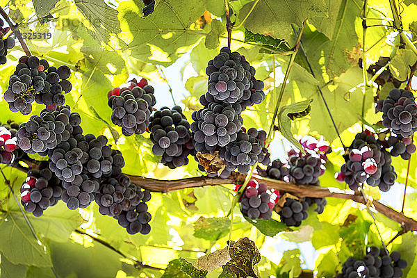 An der Rebe hängende violette Weintrauben; Kalterer  Bozen  Italien