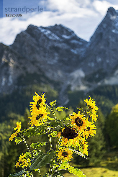 Sonnenblumen vor einem Berghintergrund; Grainau  Bayern  Deutschland
