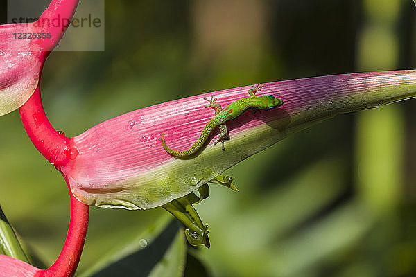 Heliconia chartacea  eine krautige Pflanze  mit einem grünen Madagaskar-Taggecko (Phelsuma madagascariensis); Napoopoo  Insel Hawaii  Hawaii  Vereinigte Staaten von Amerika