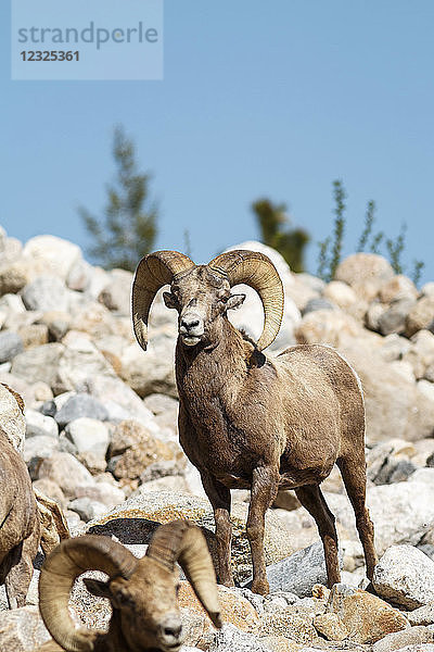 Dickhornschaf (Ovis canadensis)  Schafböcke  Rocky Mountain National Park; Colorado  Vereinigte Staaten von Amerika