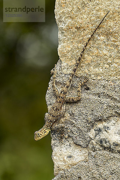 Weibliche Agama-Eidechse (Agama mwanzae)  die sich an einer Felswand festhält  Serengeti-Nationalpark; Tansania