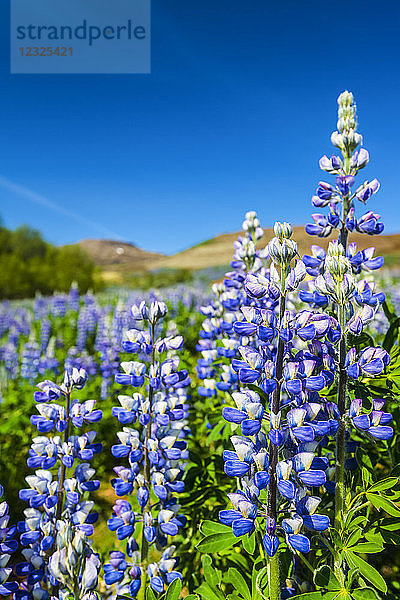 Blühende Lupinen an einem Berghang; Geysir  Island