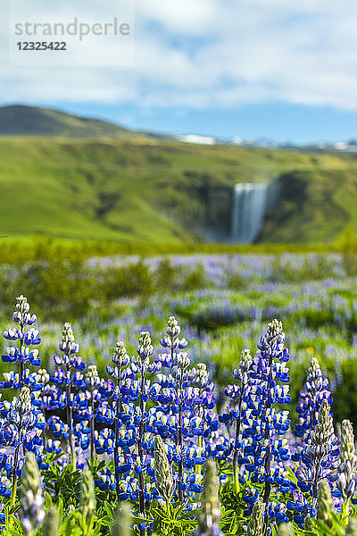 Lupinen blühen vor dem Skogafoss-Wasserfall; Skoga  Island