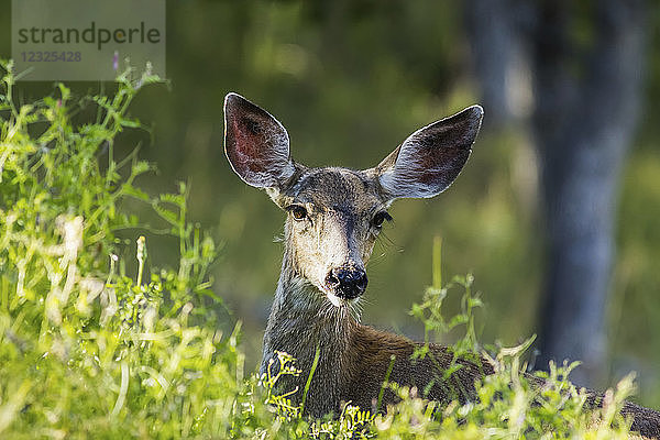 Weißwedelhirsch (Odocoileus virginianus) mit gespitzten Ohren  Cascade Siskiyou National Monument; Ashland  Oregon  Vereinigte Staaten von Amerika