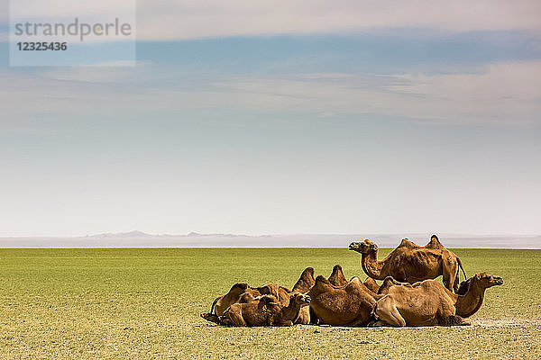 Kamele in der Wüste Gobi; Ulaanbaatar  Ulaanbattar  Mongolei