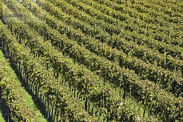 Reihen von Weinstöcken; Calder  Bozen  Italien