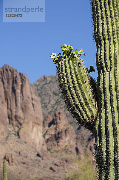 Saguaro-Kaktus (Carnegiea gigantea) im Lost Dutchman State Park; Arizona  Vereinigte Staaten von Amerika