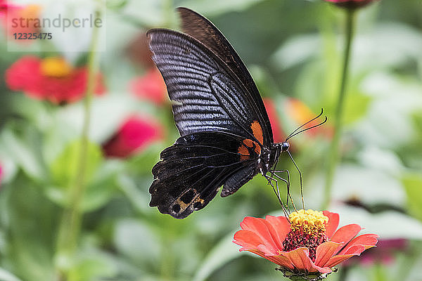 Schmetterling  der auf einer Blume ruht; Sapa  Lao Cai  Vietnam